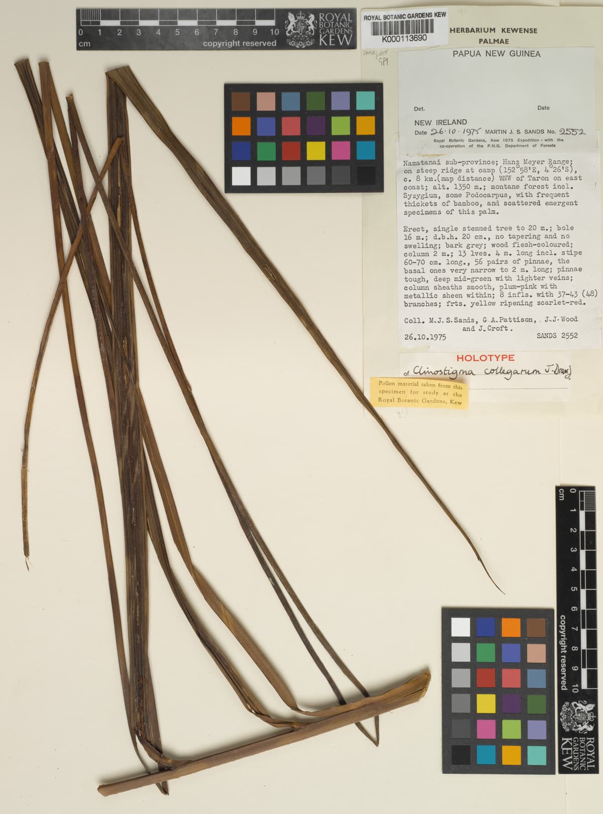 Botanical specimen of Clinostigma Collegarum.