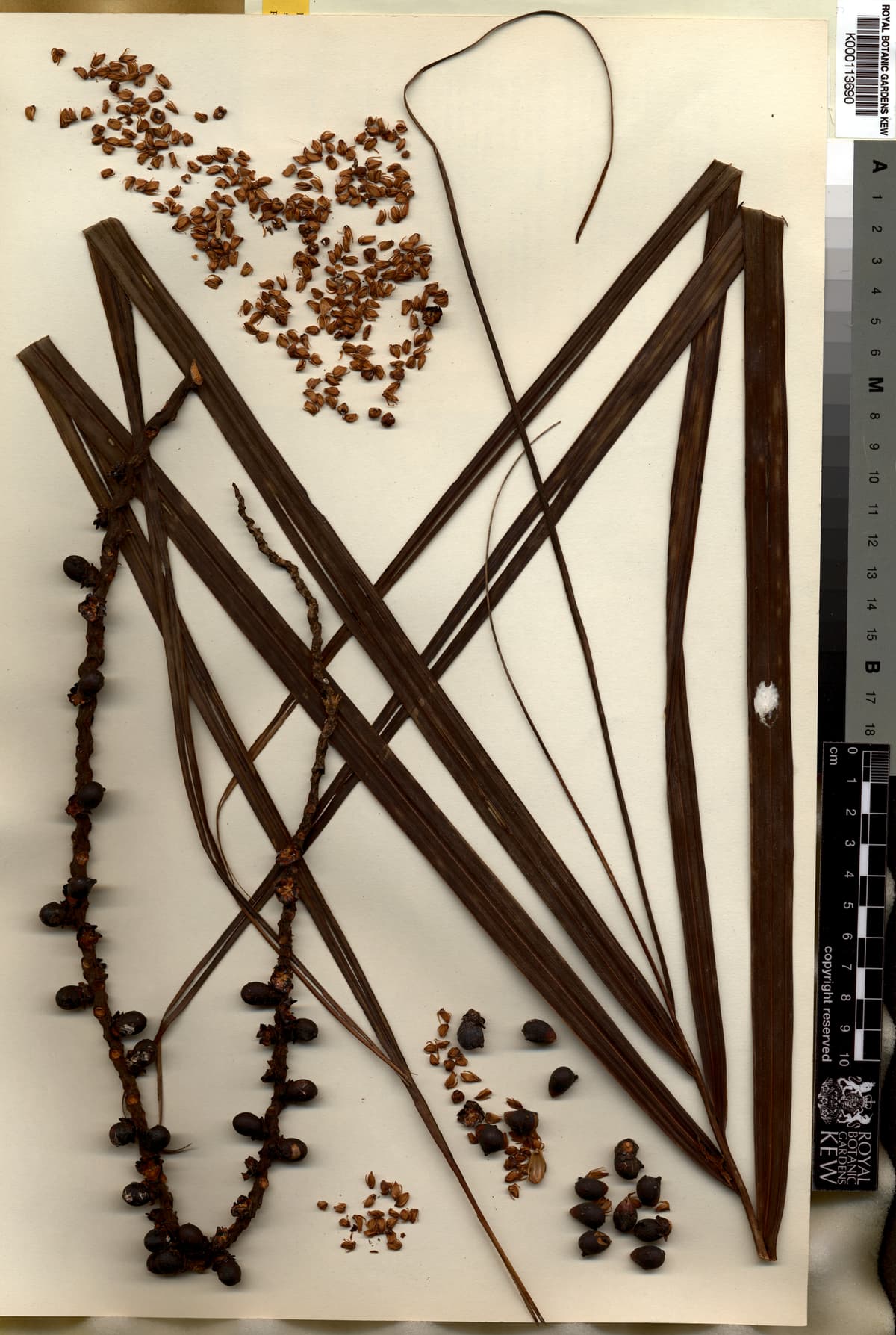 Botanical specimen of Clinostigma Collegarum.