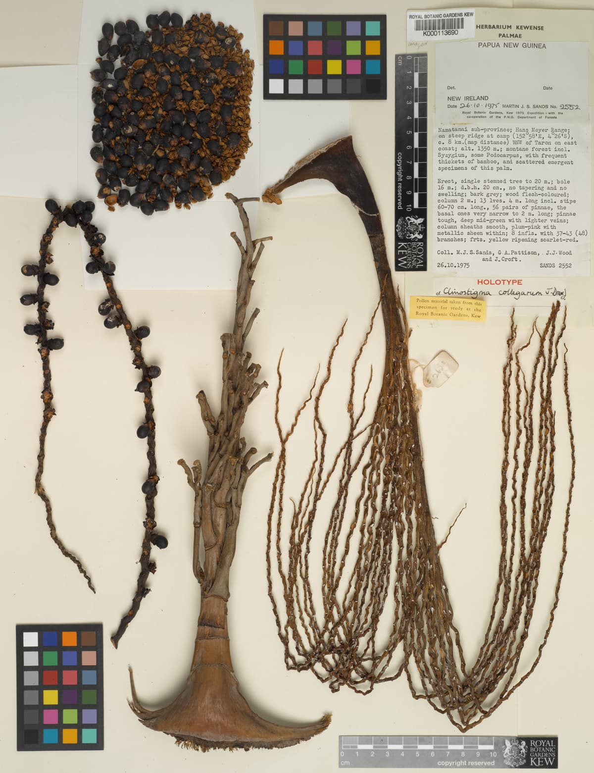 Botanical specimen of Clinostigma Collegarum.