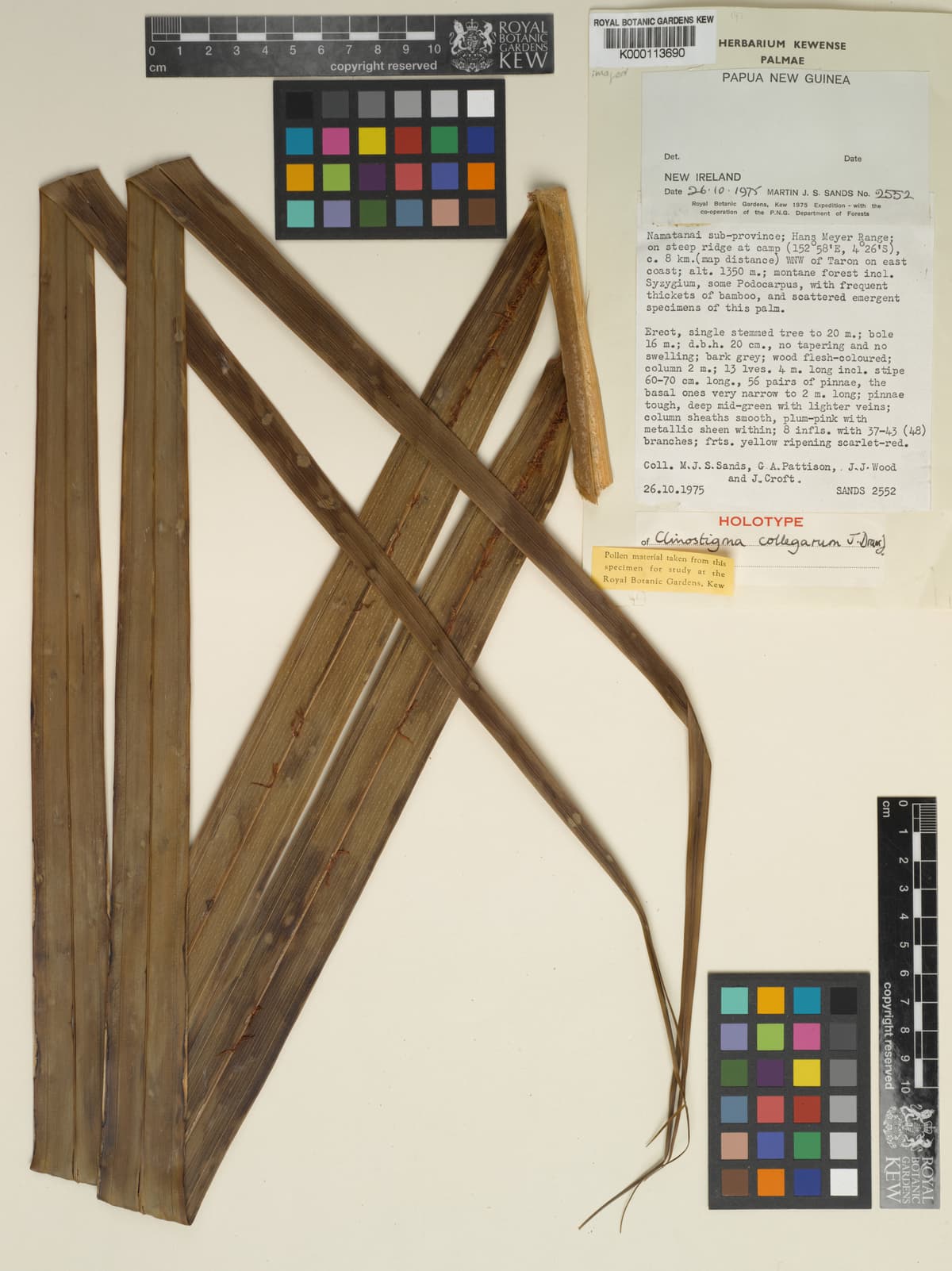 Botanical specimen of Clinostigma Collegarum.