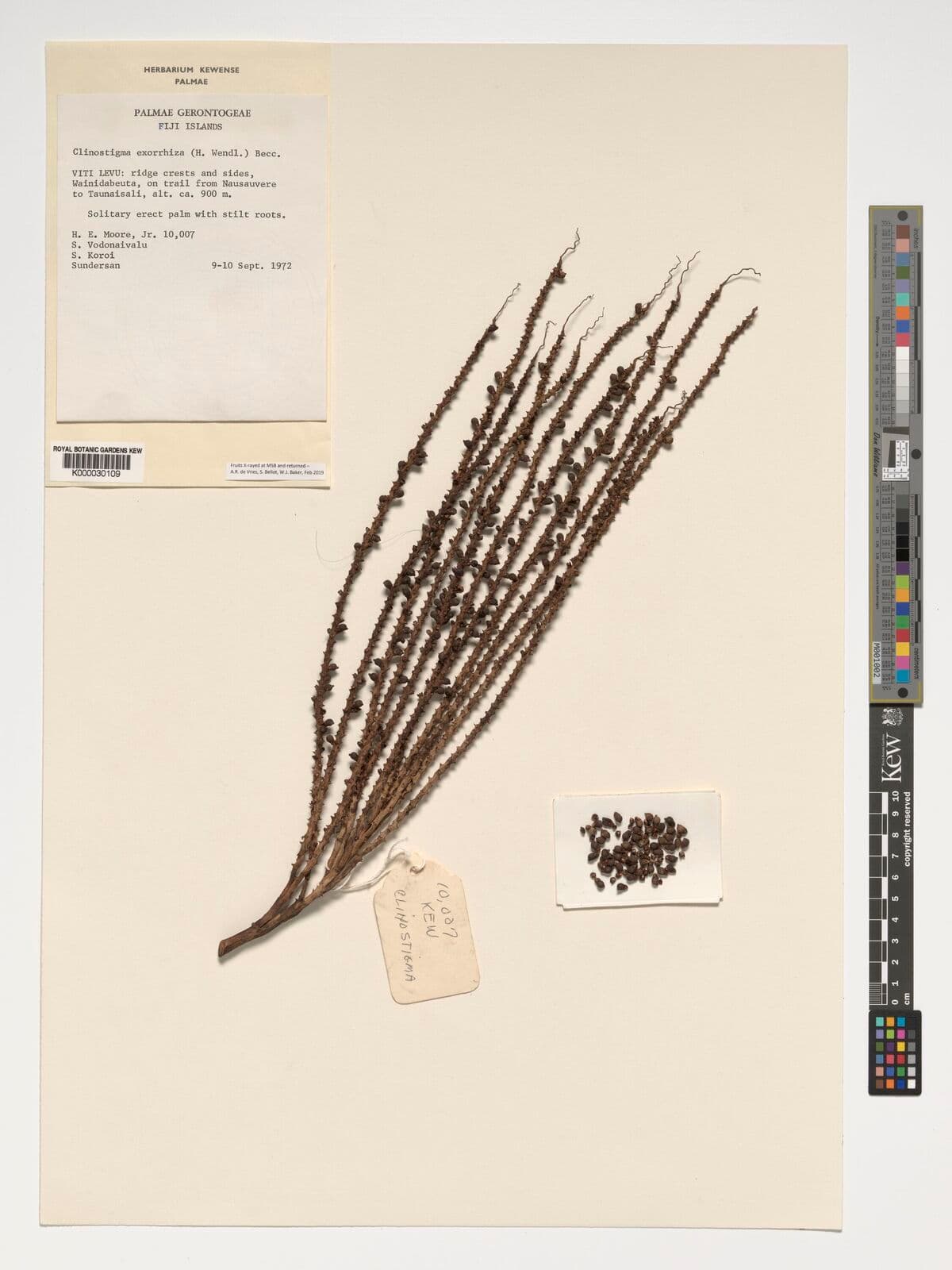 Botanical specimen of Clinostigma Exorrhizum.