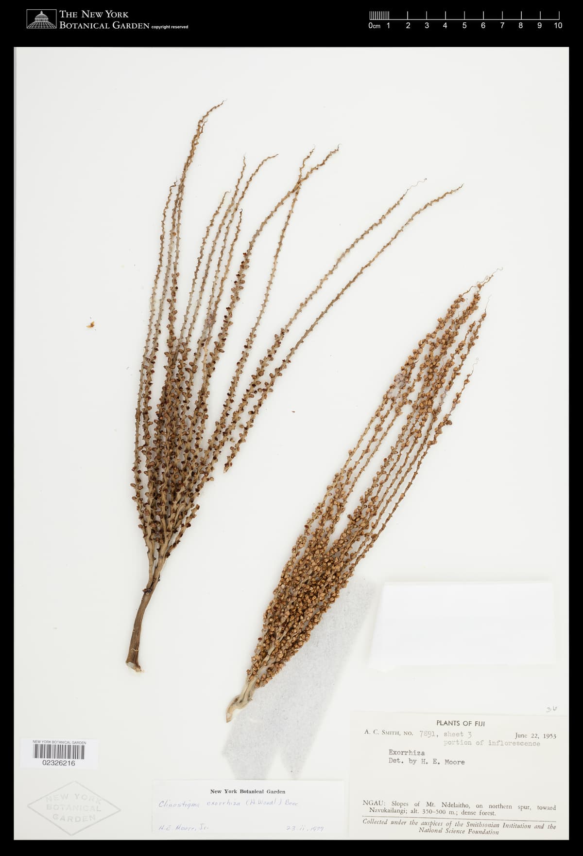 Botanical specimen of Clinostigma Exorrhizum.