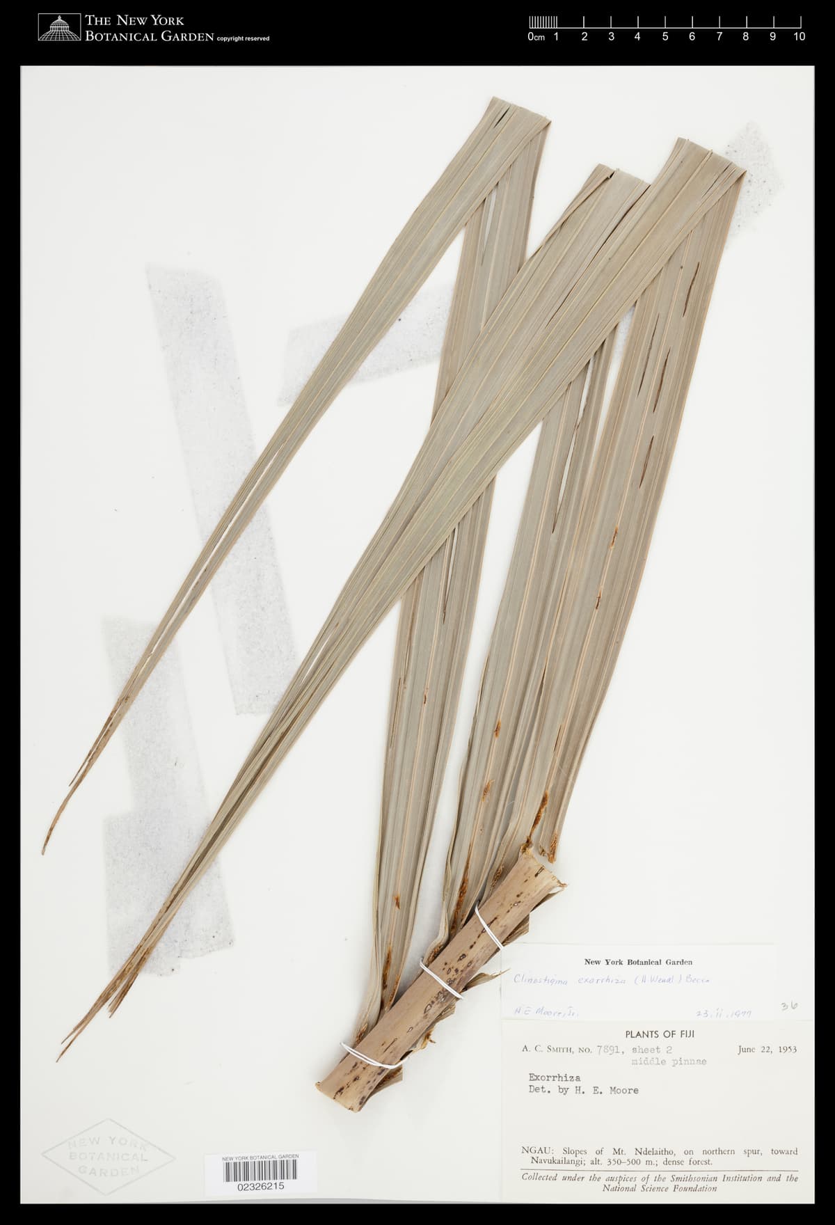 Botanical specimen of Clinostigma Exorrhizum.