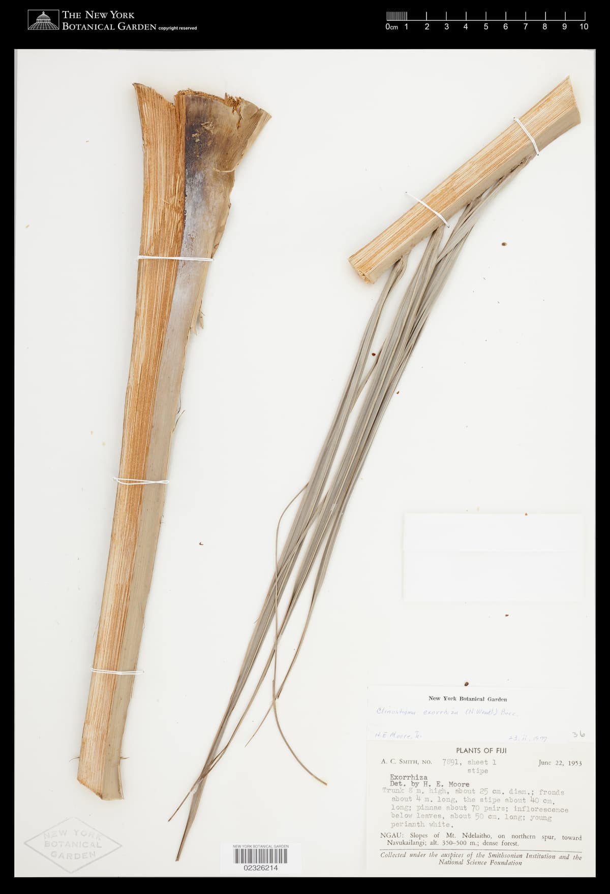 Botanical specimen of Clinostigma Exorrhizum.