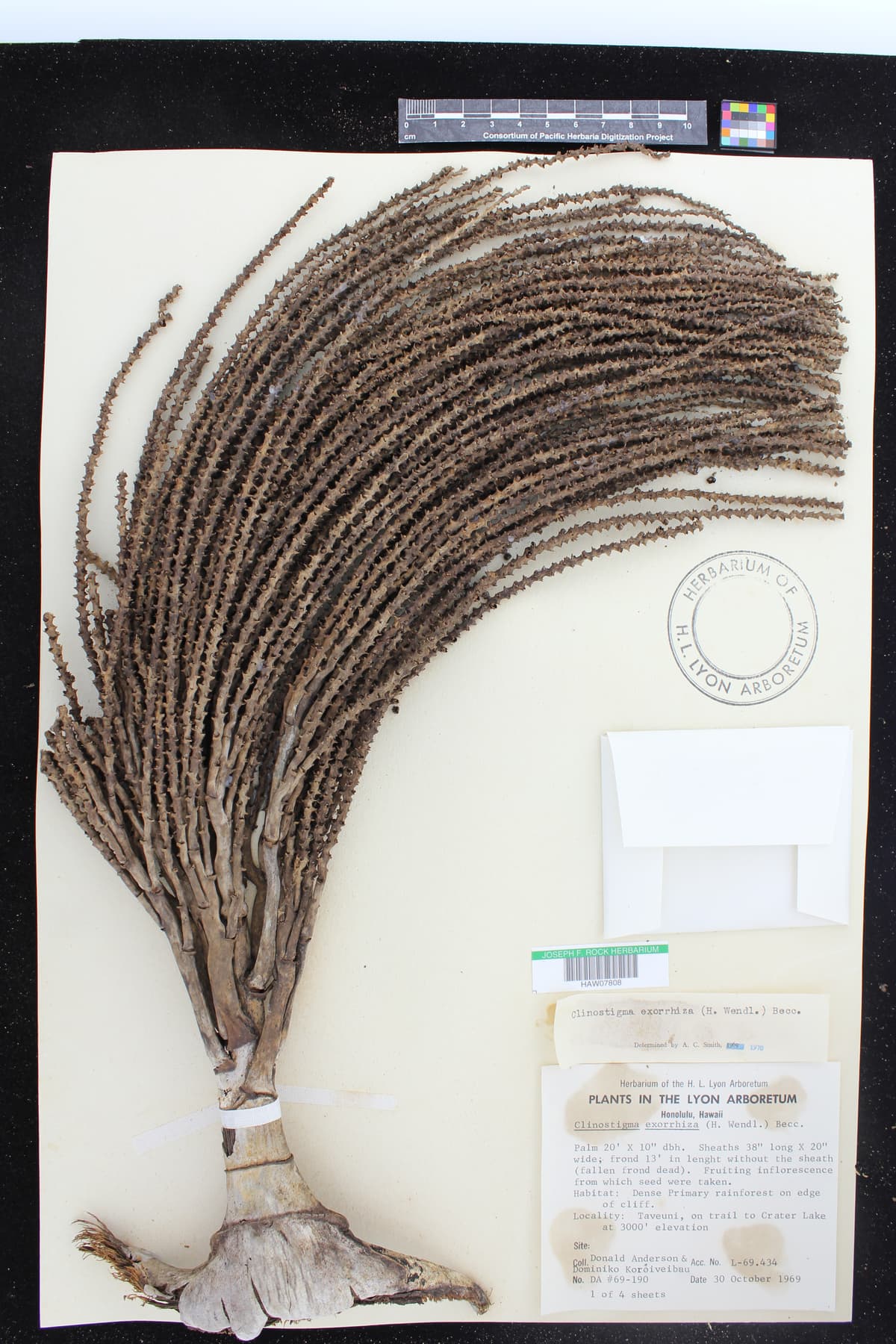 Botanical specimen of Clinostigma Exorrhizum.