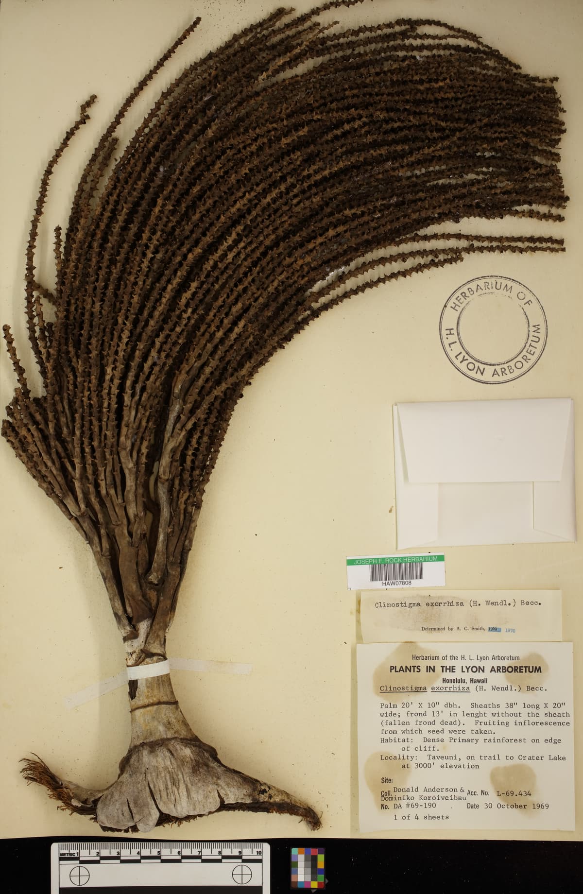 Botanical specimen of Clinostigma Exorrhizum.