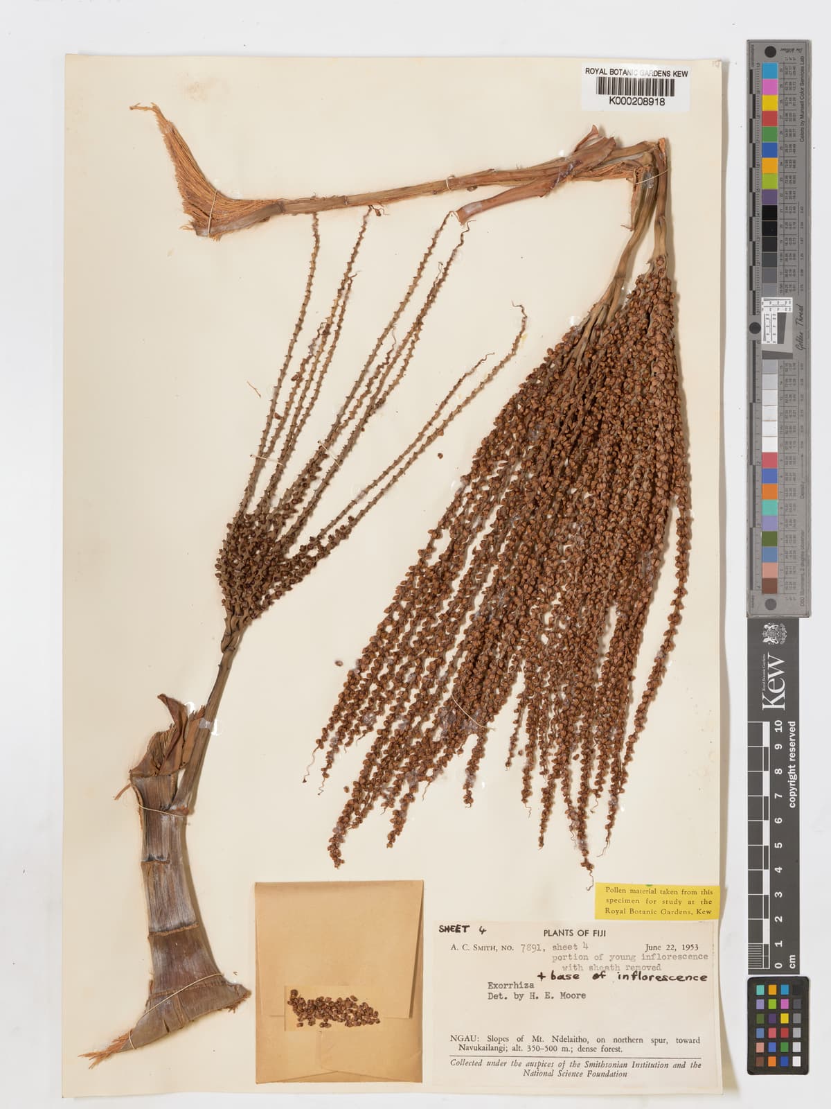 Botanical specimen of Clinostigma Exorrhizum.