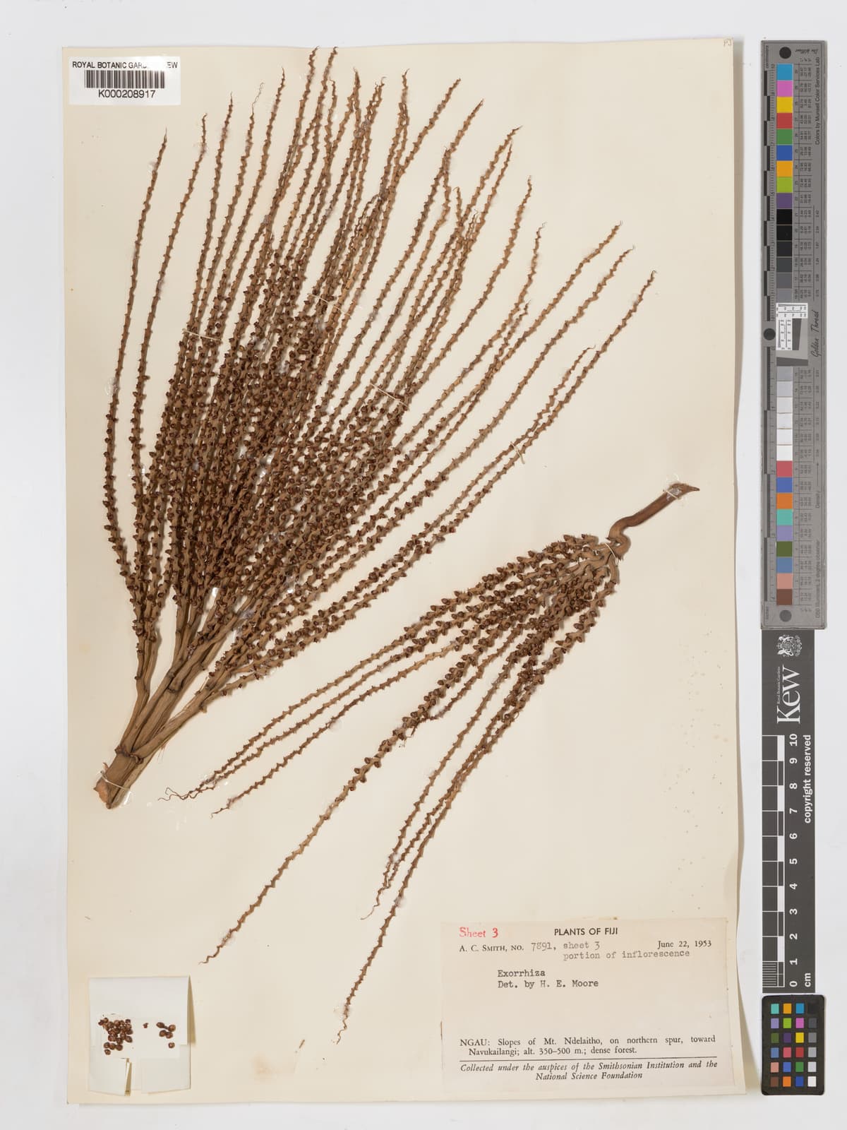 Botanical specimen of Clinostigma Exorrhizum.