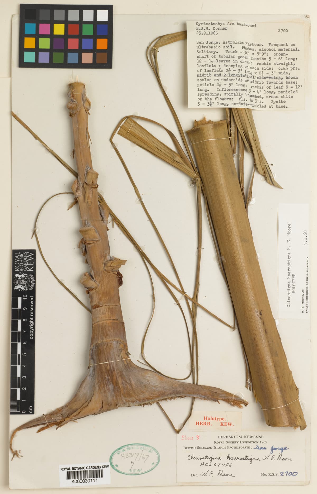 Botanical specimen of Clinostigma Haerestigma.