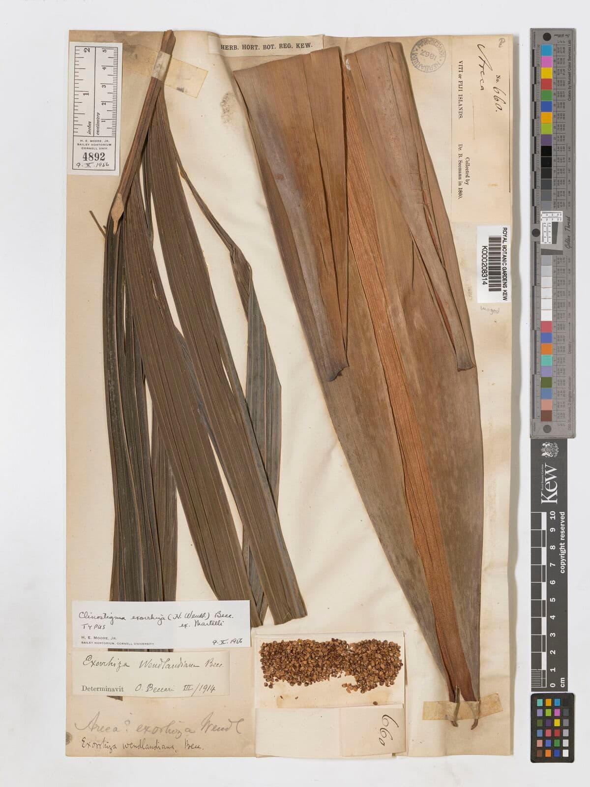 Botanical specimen of Clinostigma Haerestigma.
