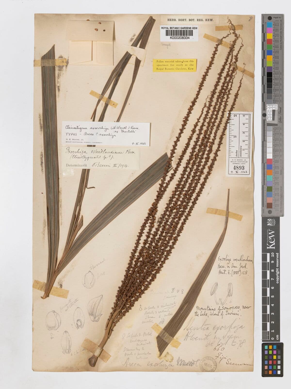 Botanical specimen of Clinostigma Haerestigma.