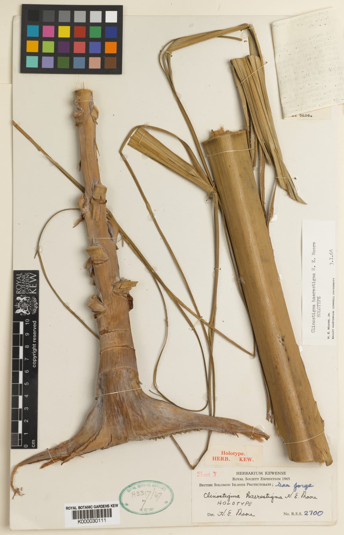 Botanical specimen of Clinostigma Haerestigma.