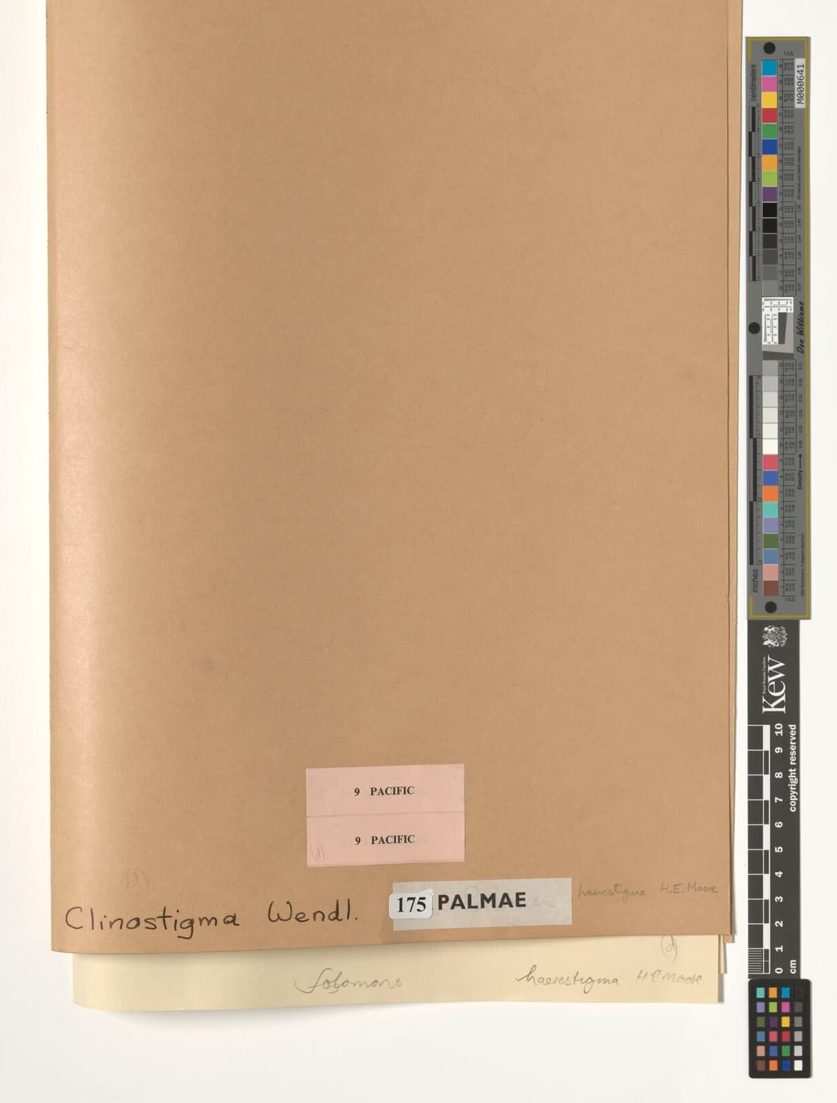 Botanical specimen of Clinostigma Haerestigma.