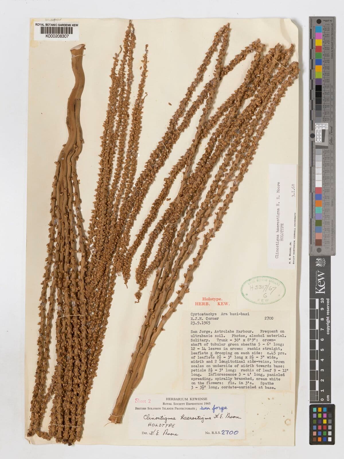 Botanical specimen of Clinostigma Haerestigma.