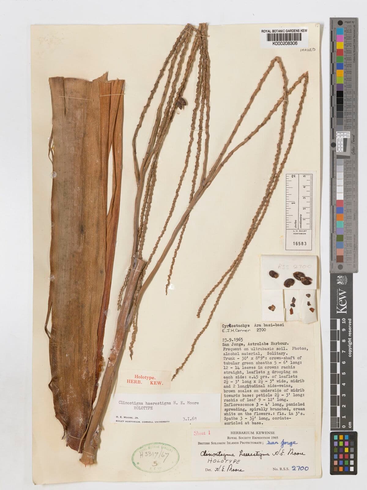 Botanical specimen of Clinostigma Haerestigma.