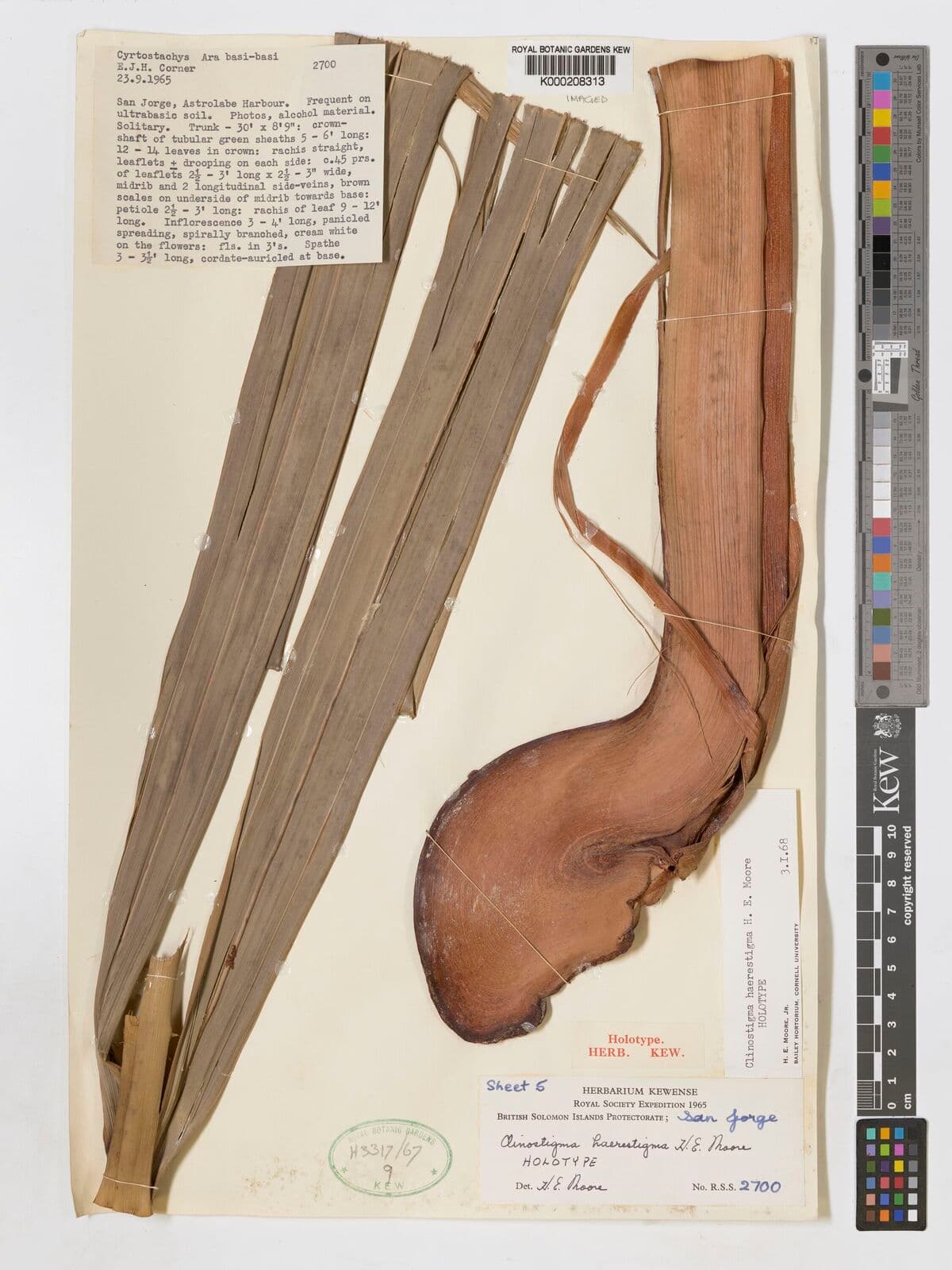 Botanical specimen of Clinostigma Haerestigma.