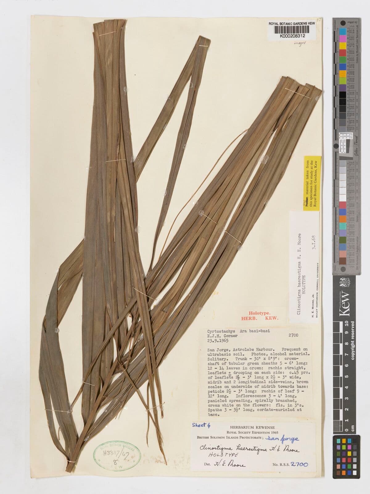 Botanical specimen of Clinostigma Haerestigma.
