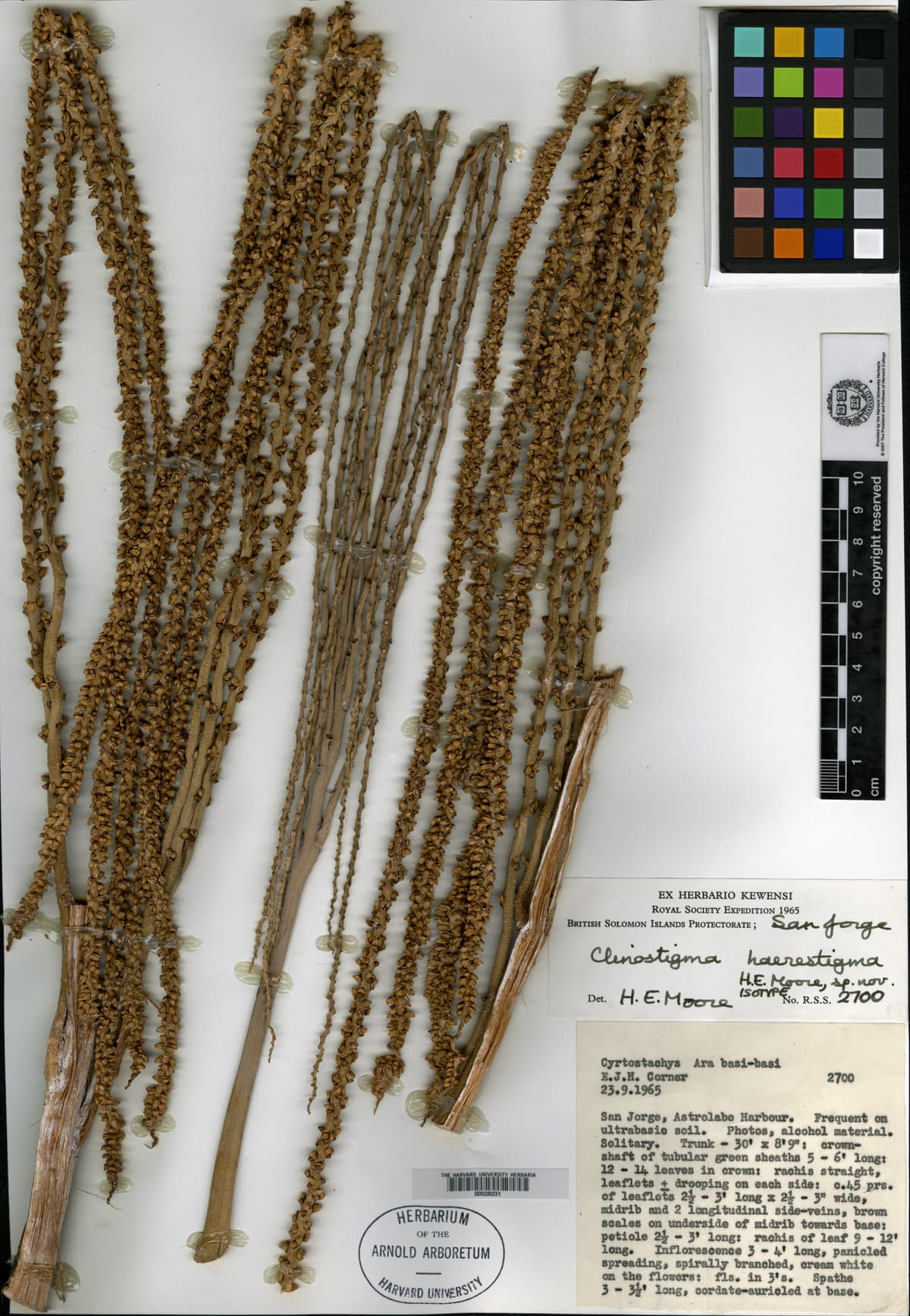 Botanical specimen of Clinostigma Haerestigma.