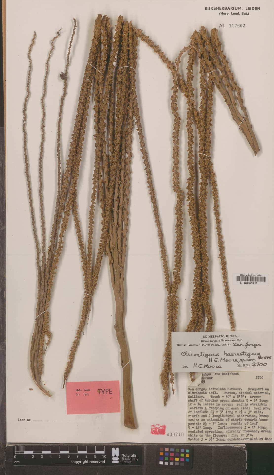 Botanical specimen of Clinostigma Haerestigma.