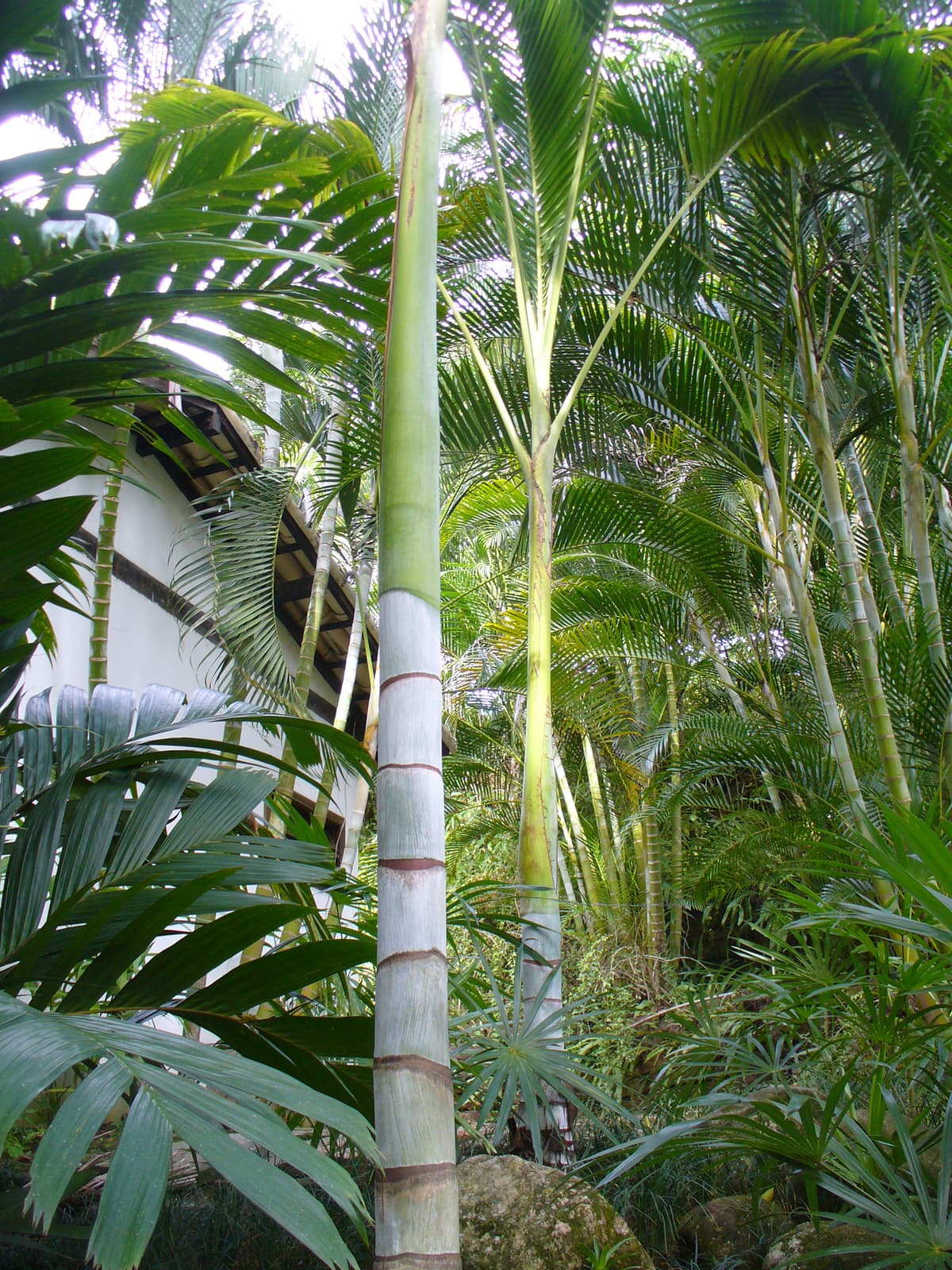 Botanical specimen of Clinostigma Harlandii.