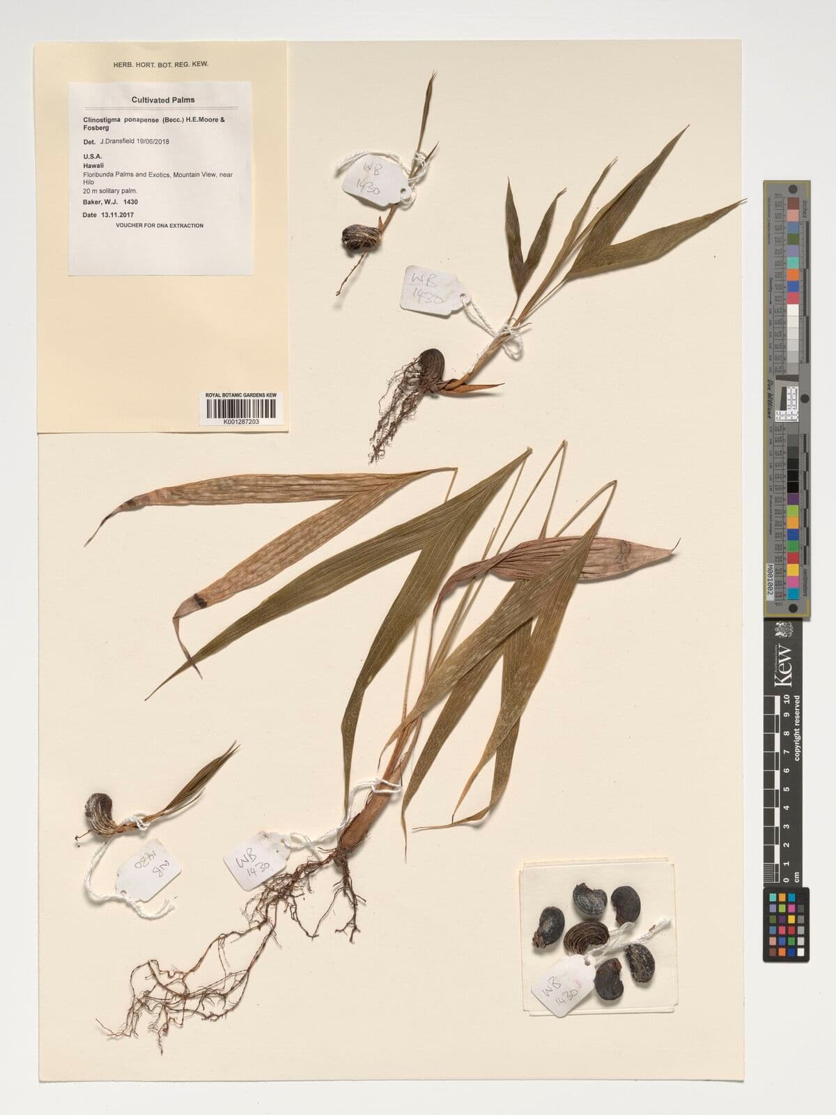 Botanical specimen of Clinostigma Ponapense.