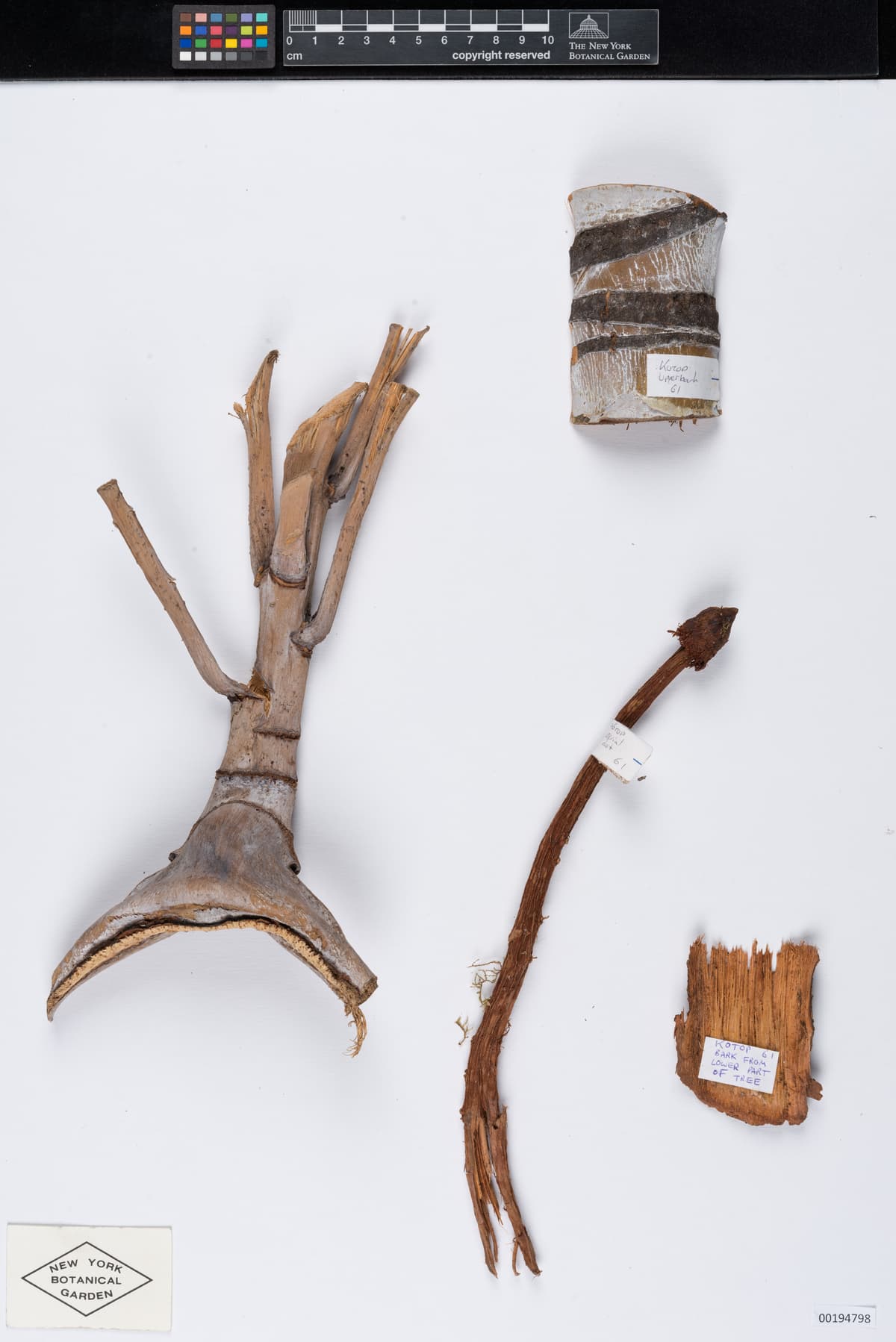 Botanical specimen of Clinostigma Ponapense.