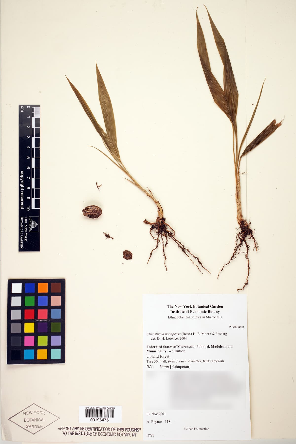 Botanical specimen of Clinostigma Ponapense.