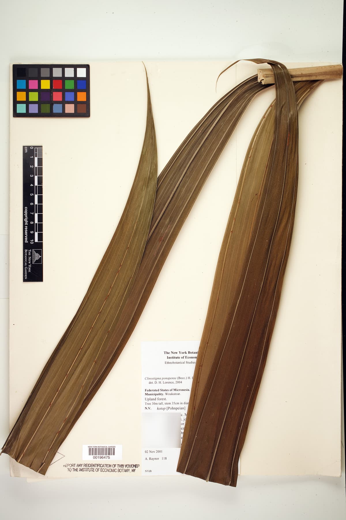 Botanical specimen of Clinostigma Ponapense.