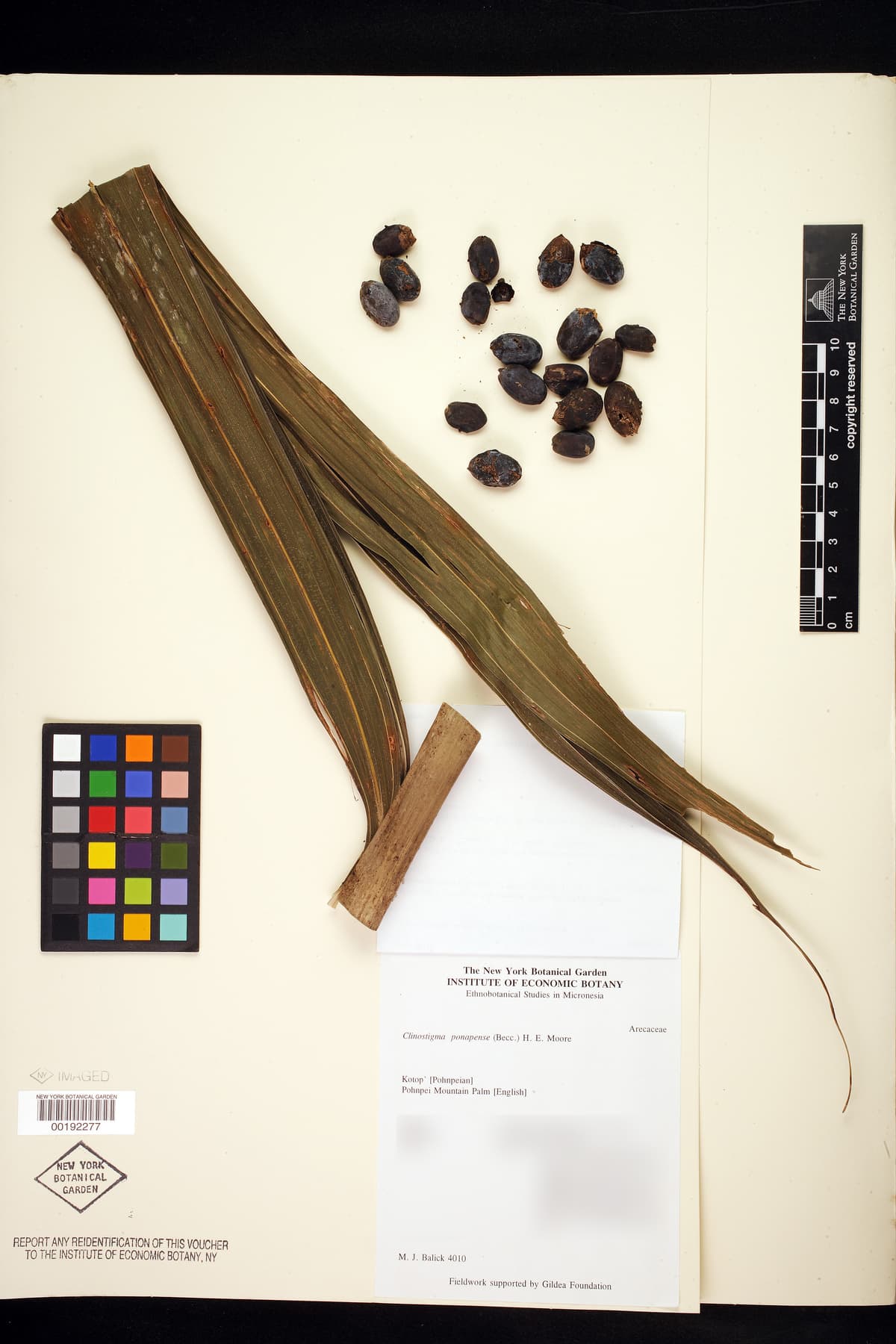 Botanical specimen of Clinostigma Ponapense.