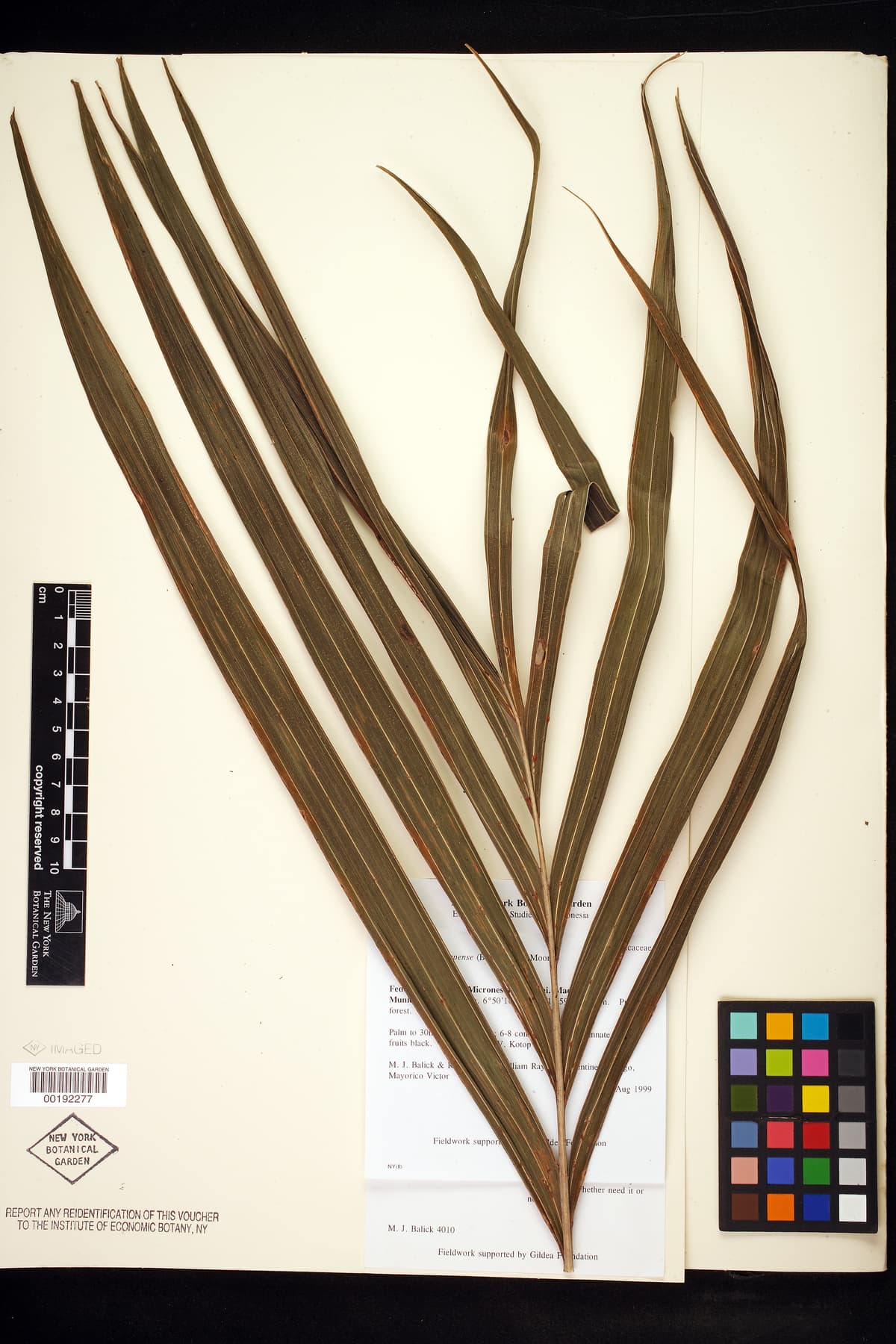 Botanical specimen of Clinostigma Ponapense.