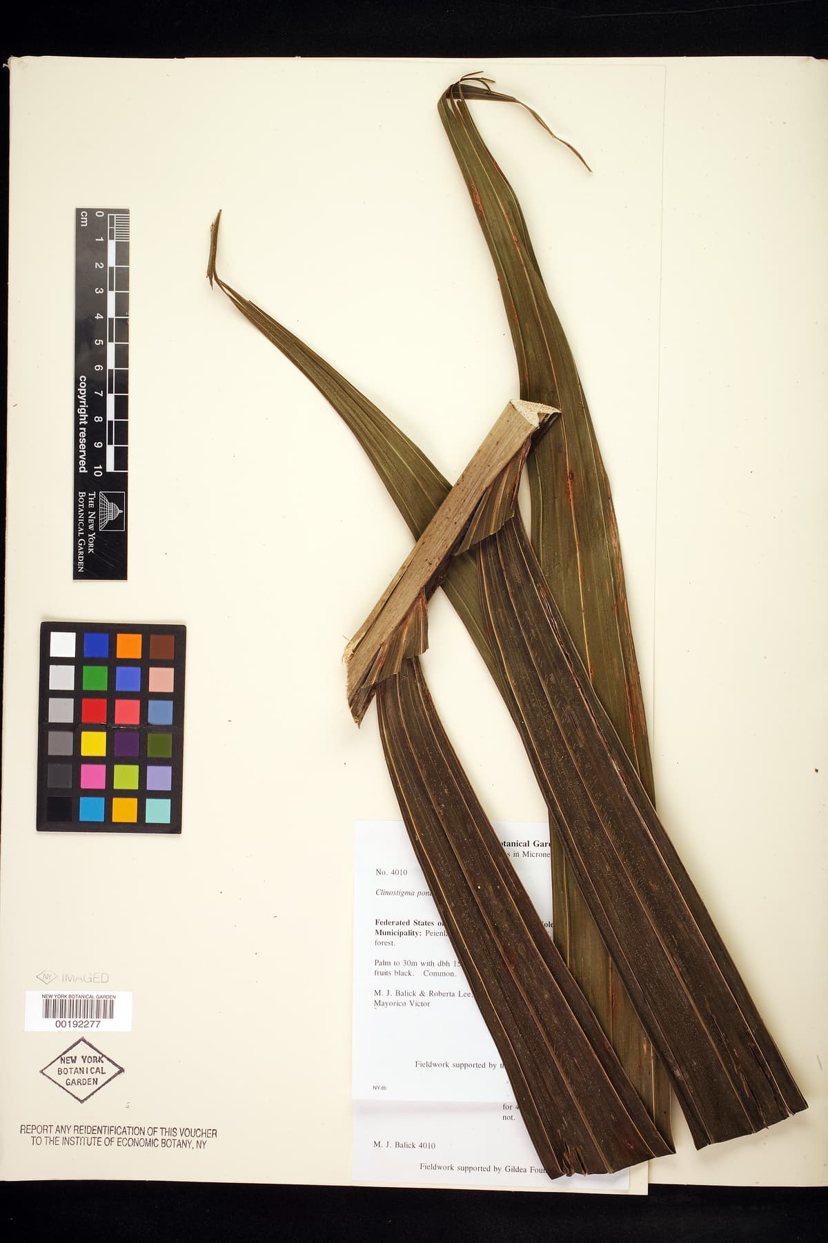 Botanical specimen of Clinostigma Ponapense.
