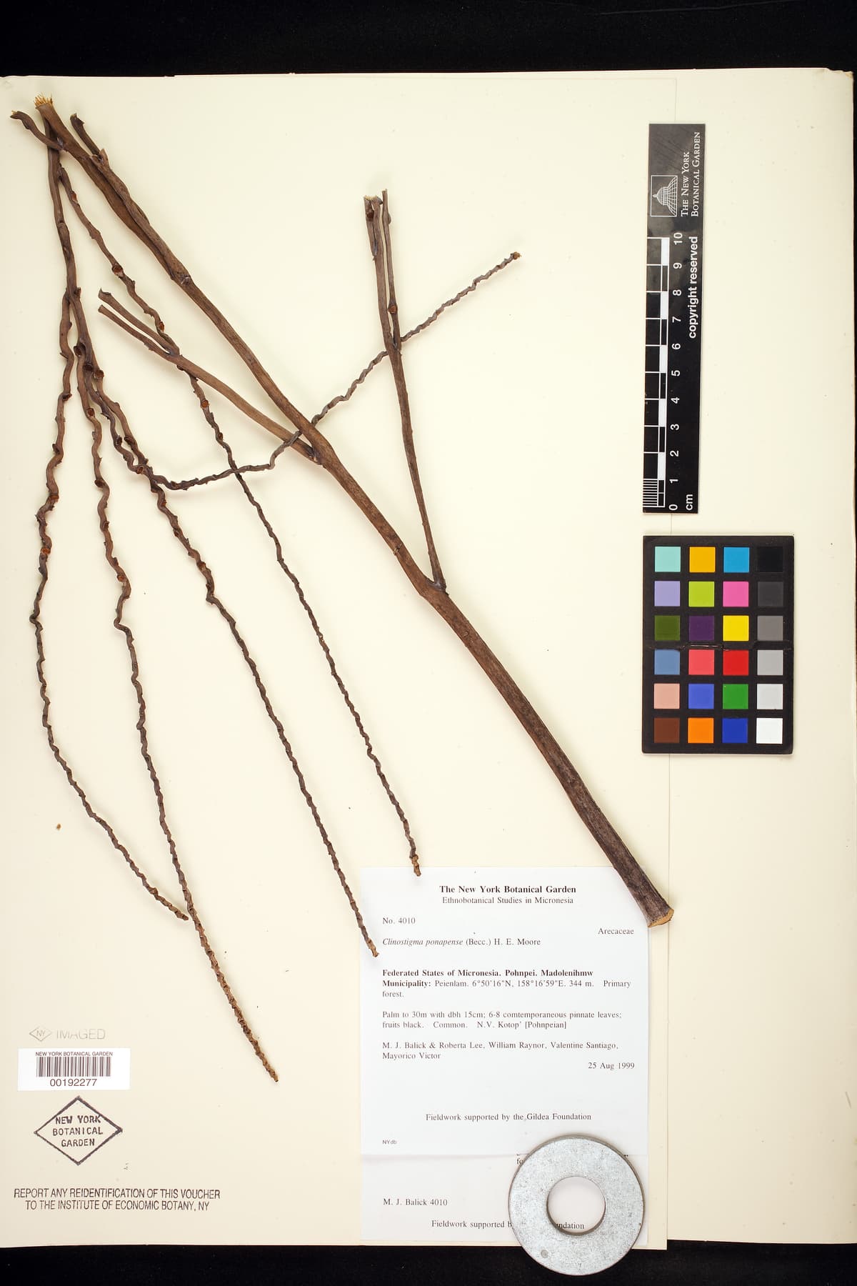 Botanical specimen of Clinostigma Ponapense.