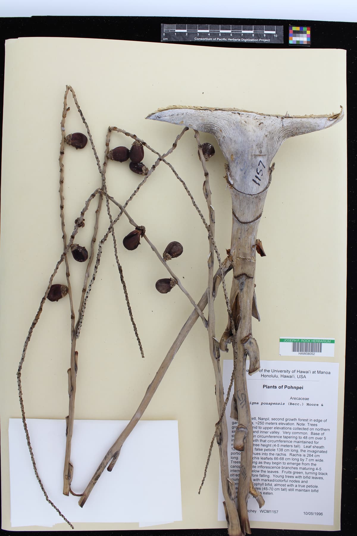 Botanical specimen of Clinostigma Ponapense.
