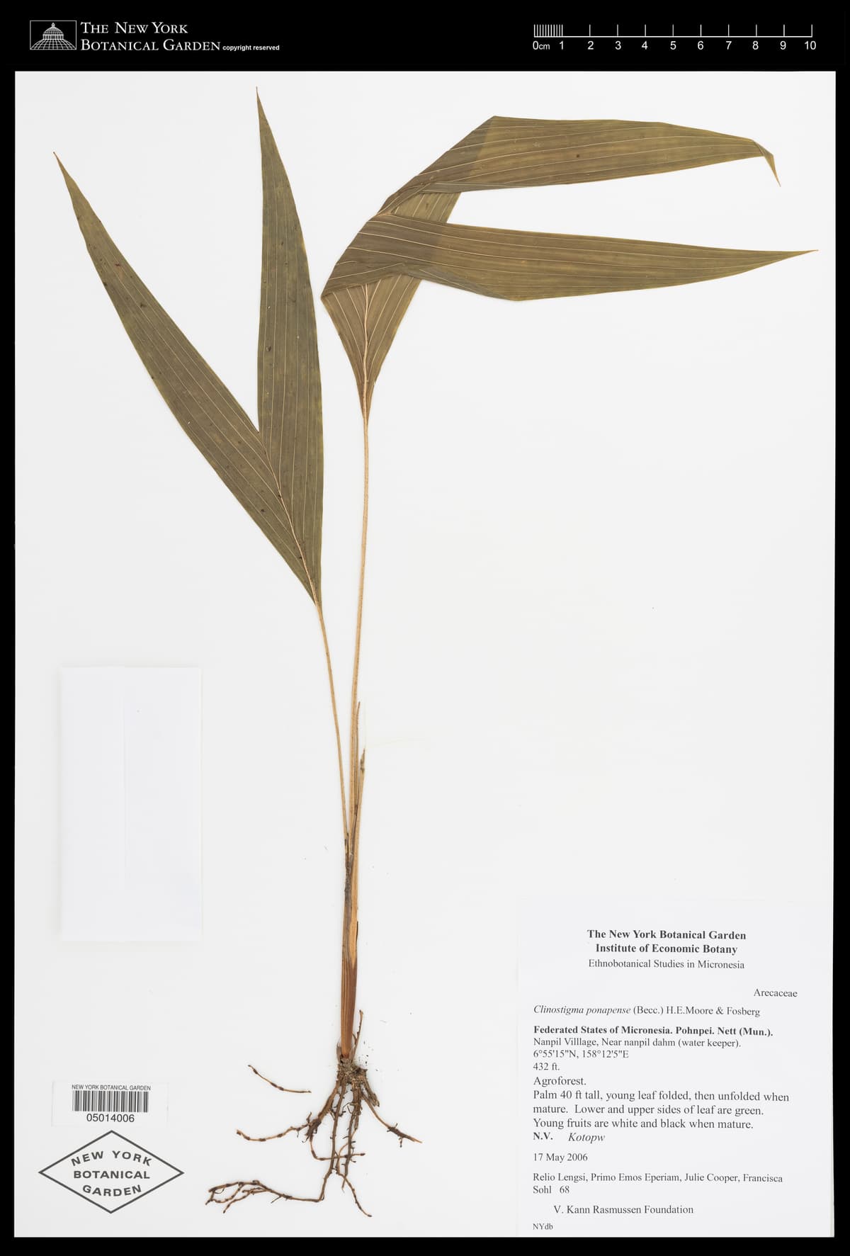 Botanical specimen of Clinostigma Ponapense.