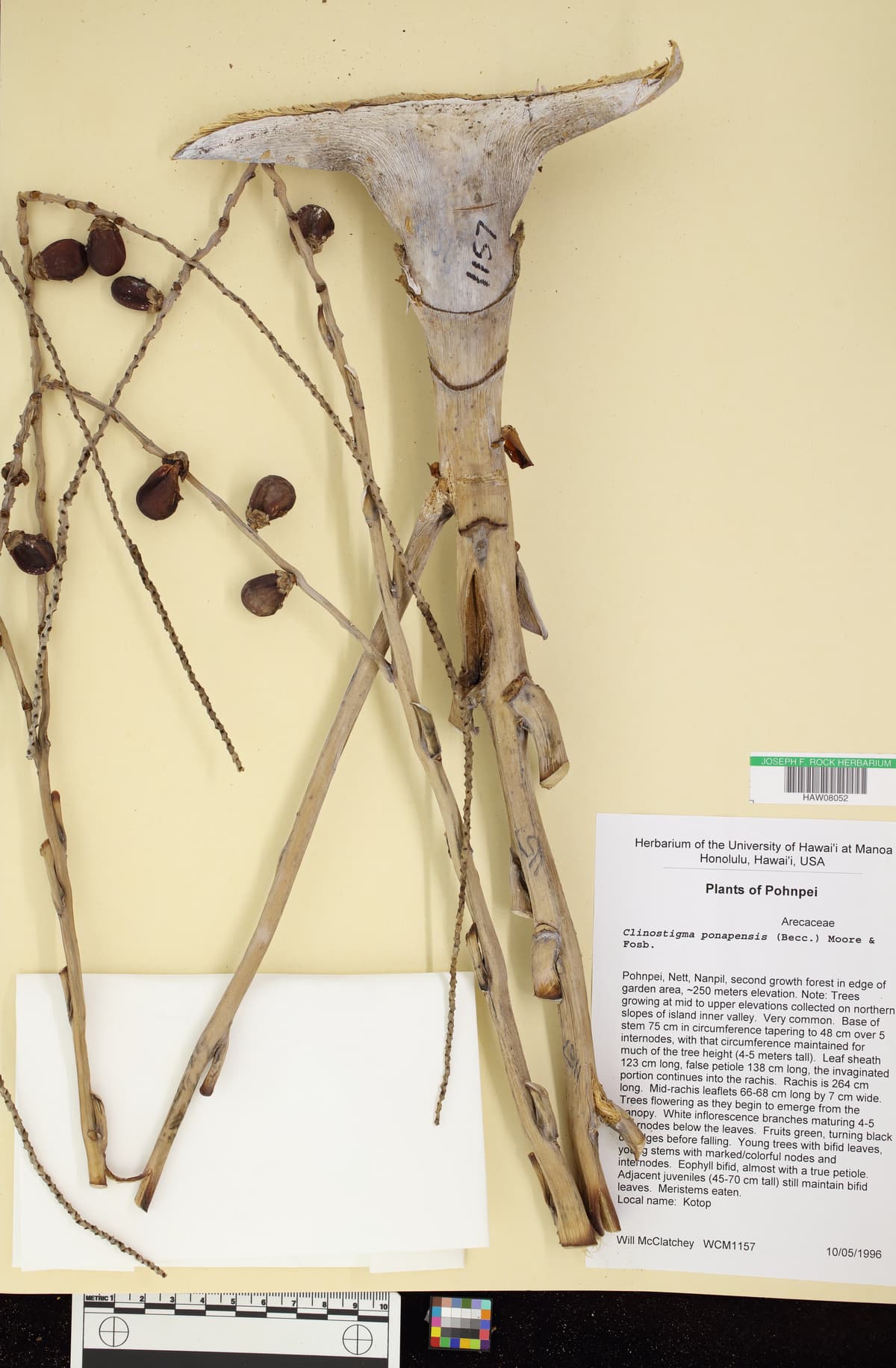 Botanical specimen of Clinostigma Ponapense.