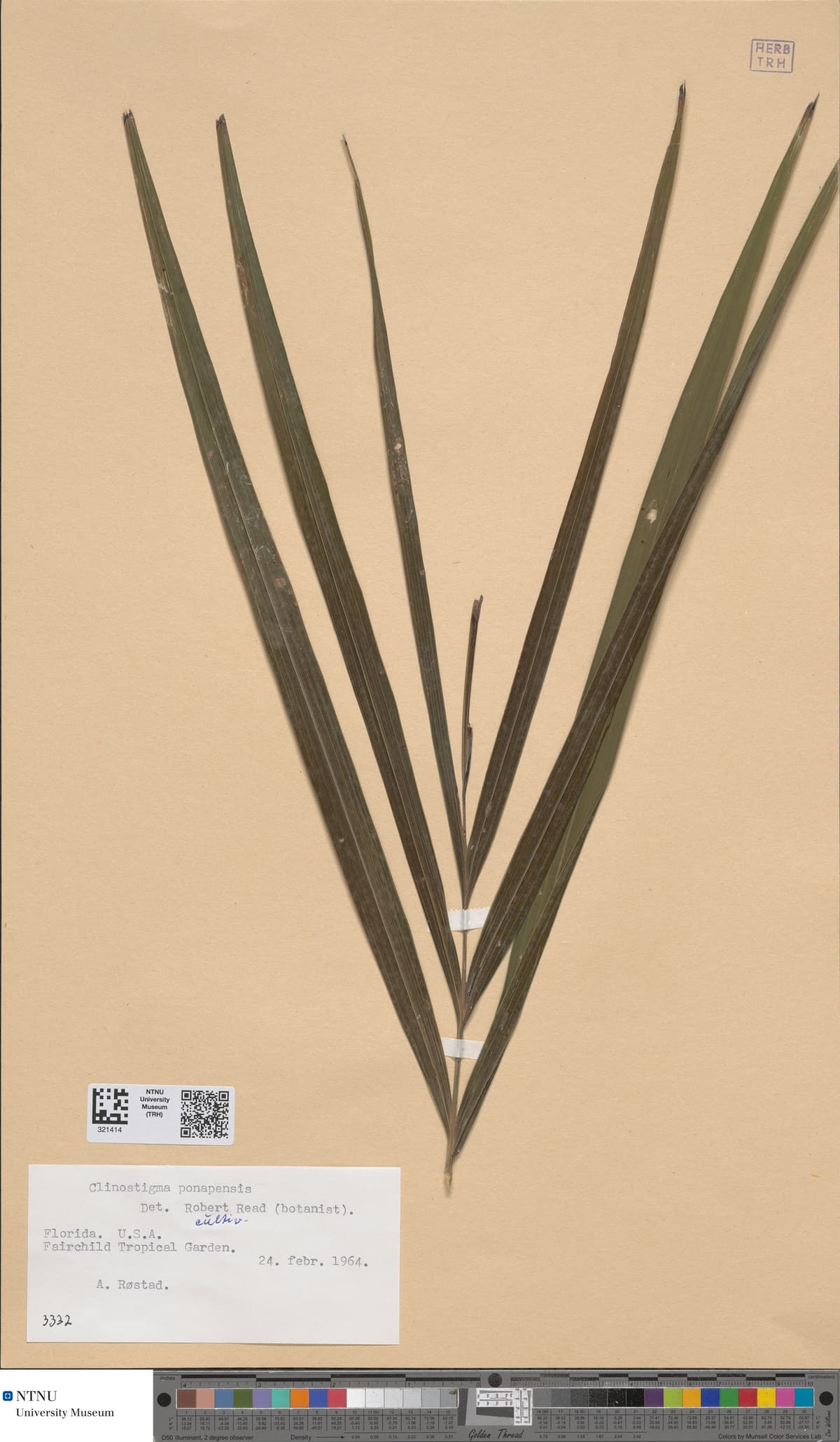 Botanical specimen of Clinostigma Ponapense.