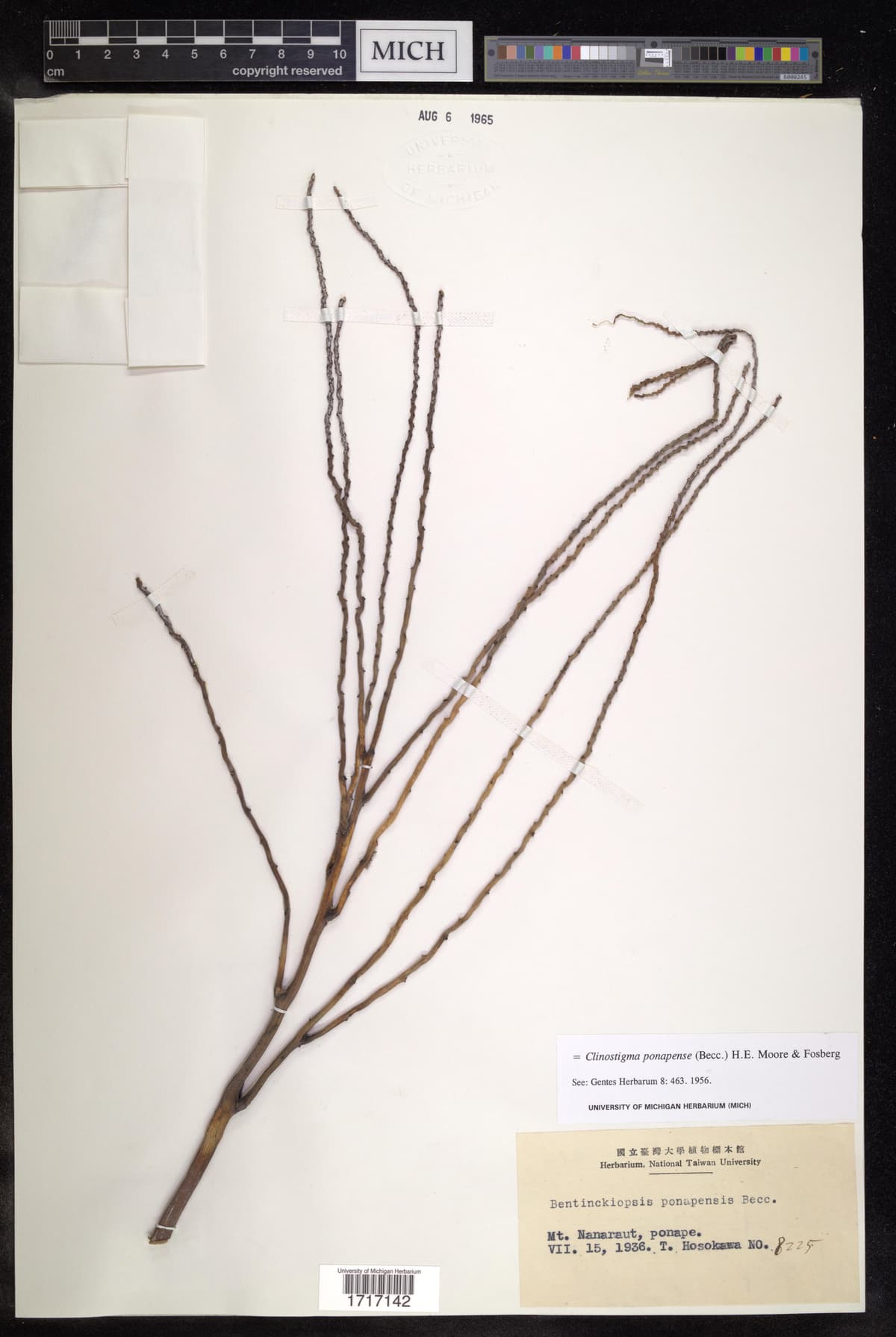 Botanical specimen of Clinostigma Ponapense.