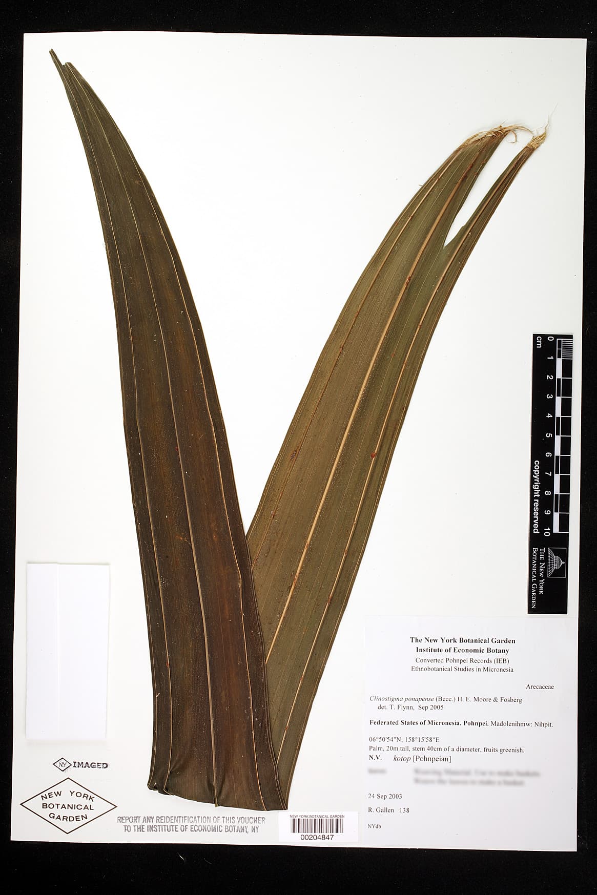 Botanical specimen of Clinostigma Ponapense.