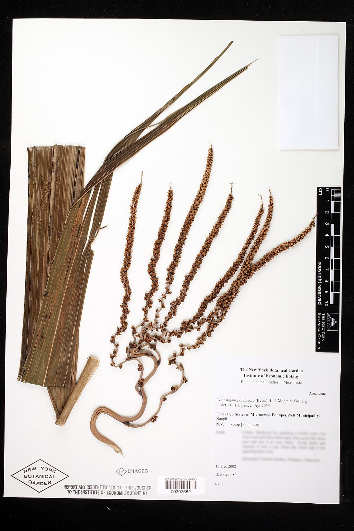 Botanical specimen of Clinostigma Ponapense.