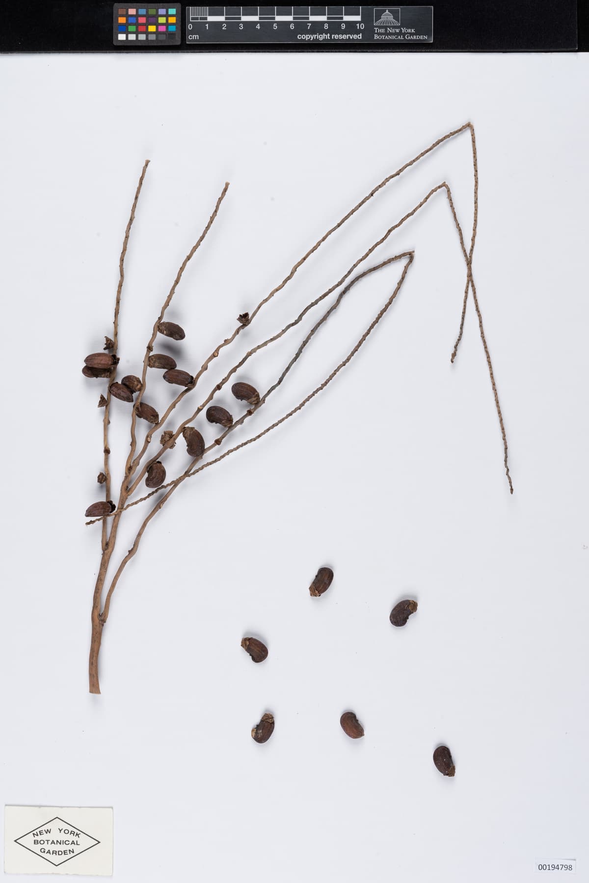 Botanical specimen of Clinostigma Ponapense.