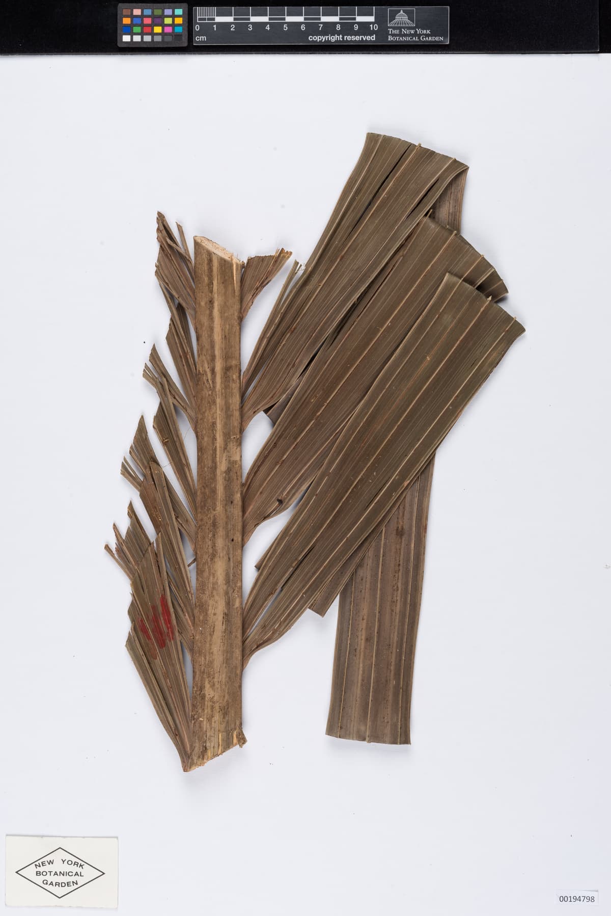 Botanical specimen of Clinostigma Ponapense.
