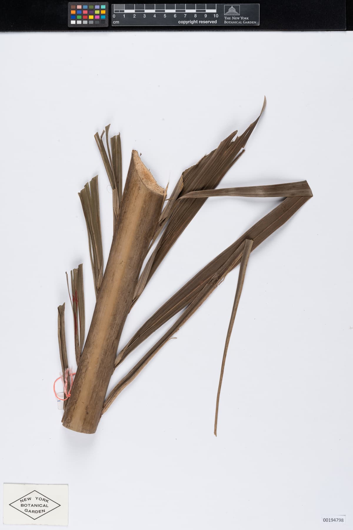 Botanical specimen of Clinostigma Ponapense.