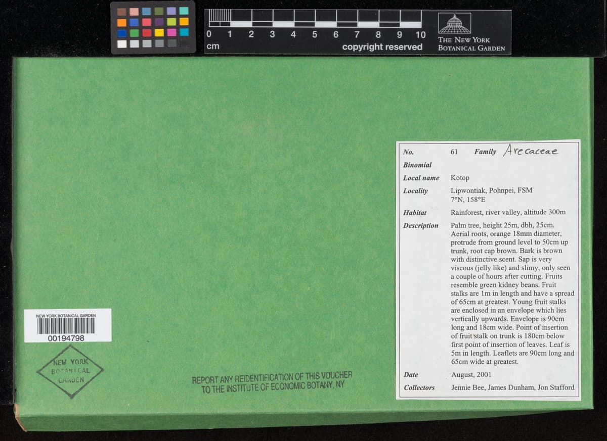 Botanical specimen of Clinostigma Ponapense.