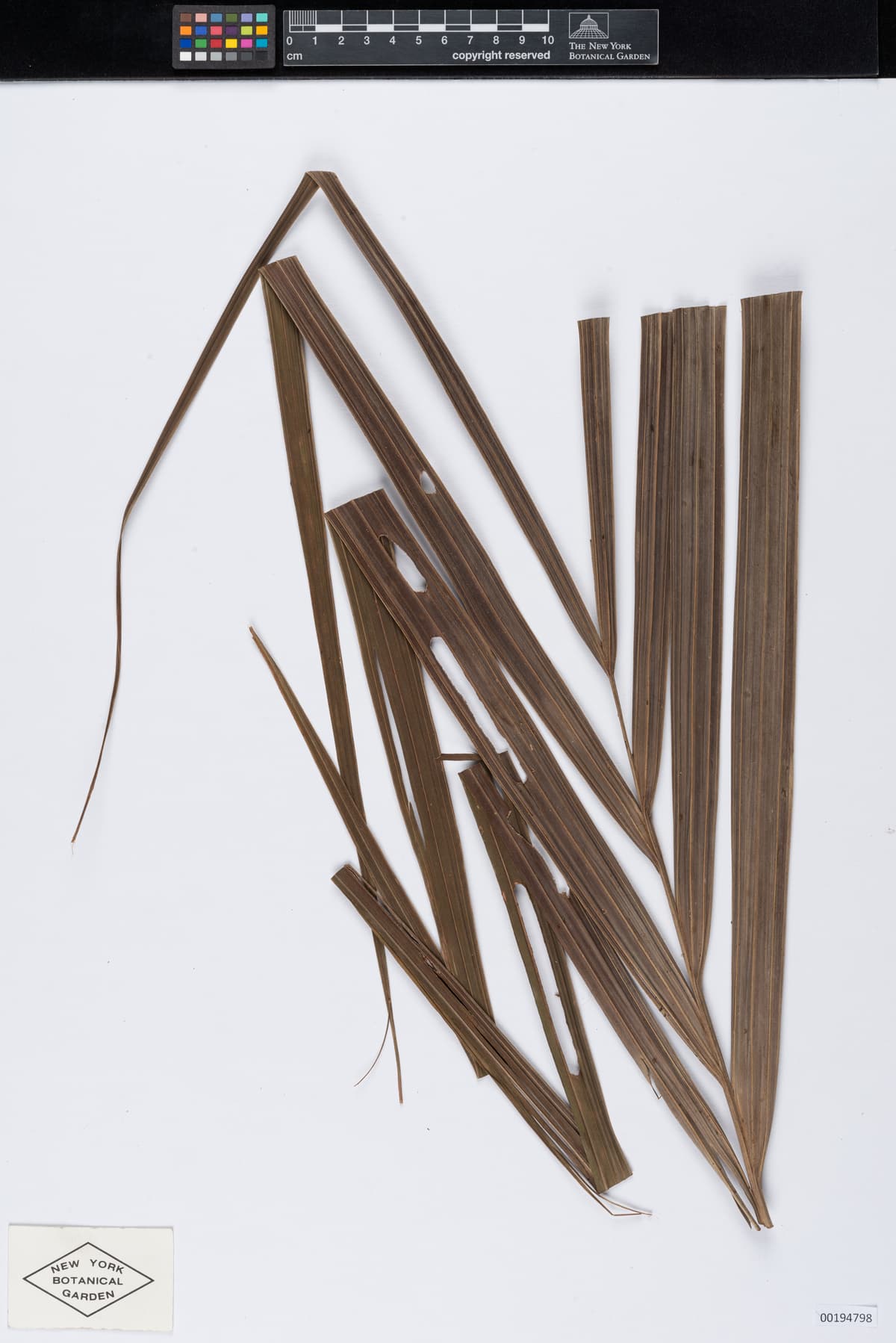 Botanical specimen of Clinostigma Ponapense.