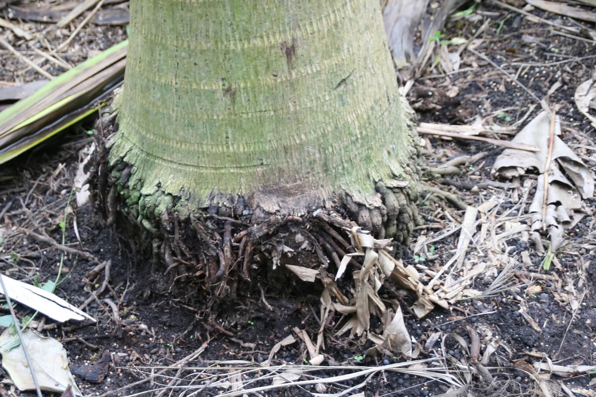 Botanical specimen of Clinostigma Samoense.