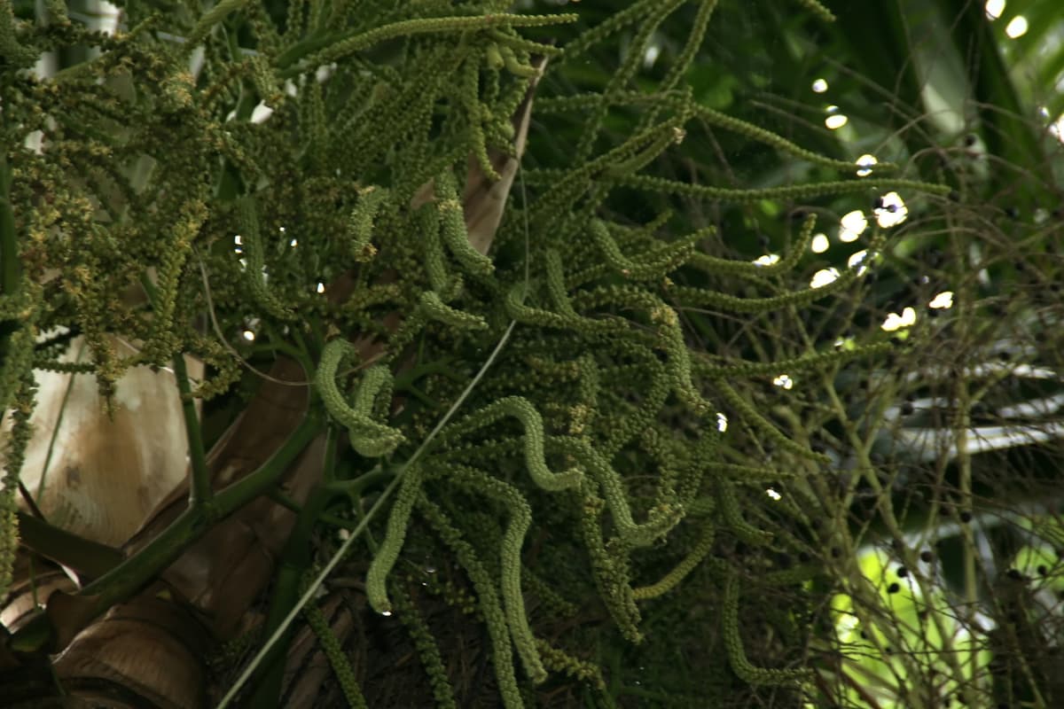 Botanical specimen of Clinostigma Samoense.