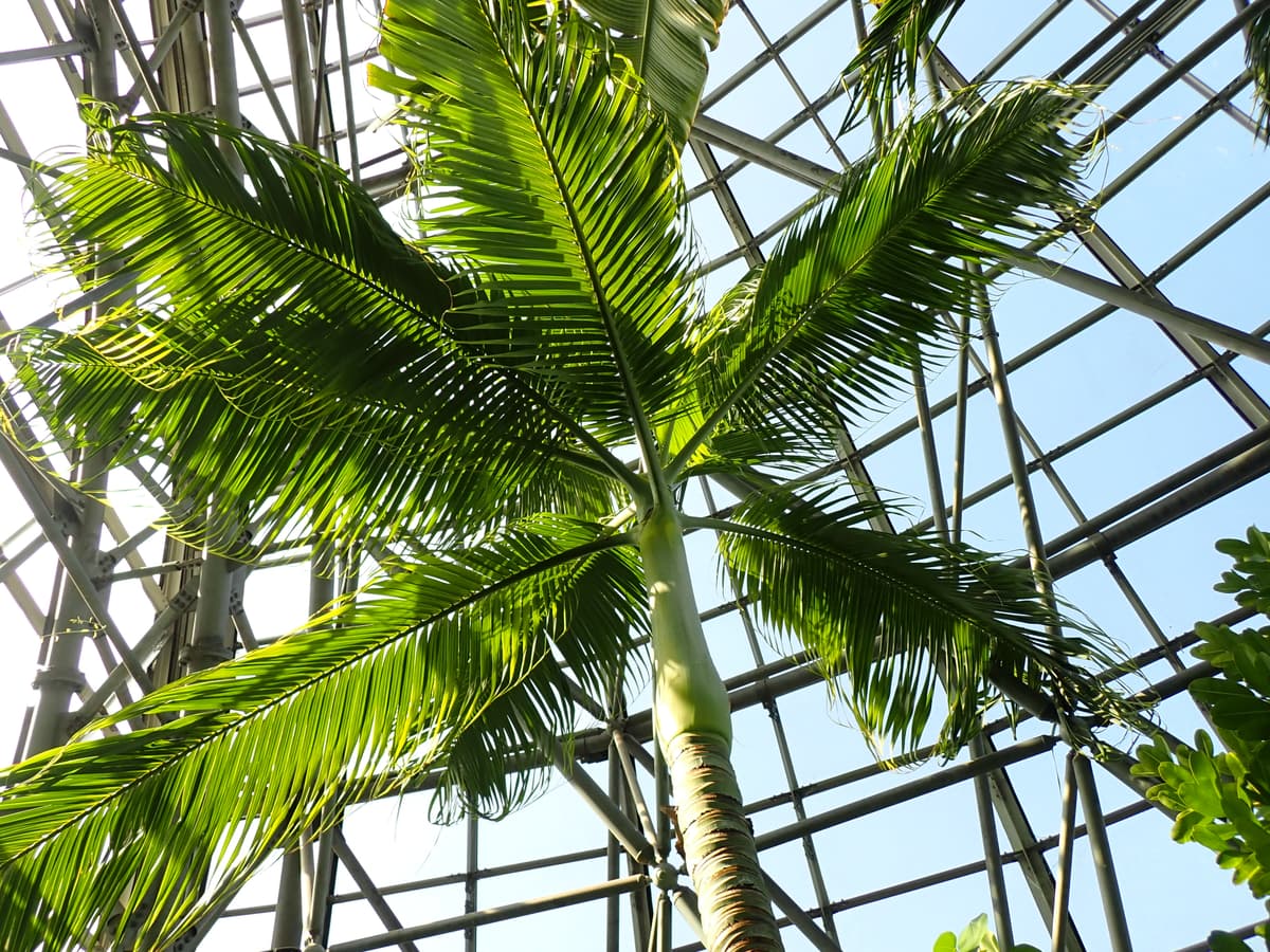 Botanical specimen of Clinostigma Savoryanum.