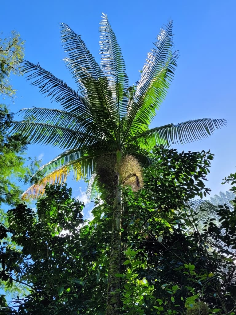 Botanical specimen of Clinostigma Warburgii.