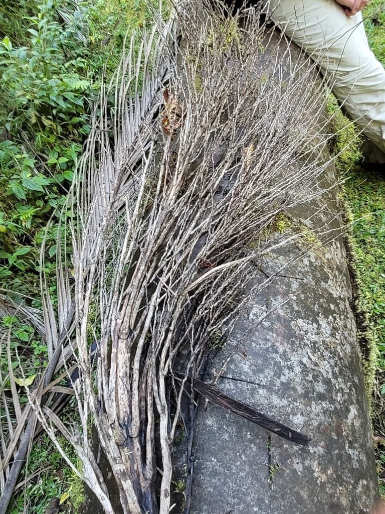 Botanical specimen of Clinostigma Warburgii.