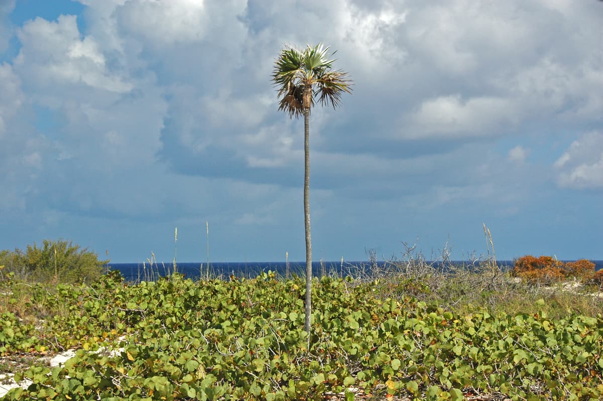 Botanical specimen of Coccothrinax Argentata.